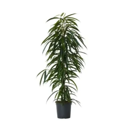 Krukkeplanter Indendørs^Ficus - Ficus binnendijkii - Højde 100-110cm - ⌀21cm