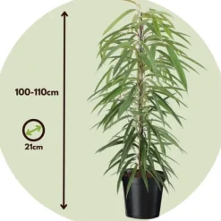 Krukkeplanter Indendørs^Ficus - Ficus binnendijkii - Højde 100-110cm - ⌀21cm