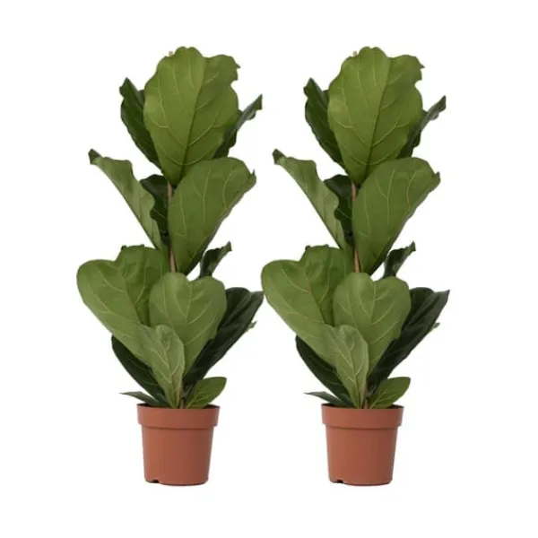 Ficus Lyrata 'Violin blad plante' - x2 - Stueplante - ø21cm - Højde 70-90cm Krukkeplanter Indendørs