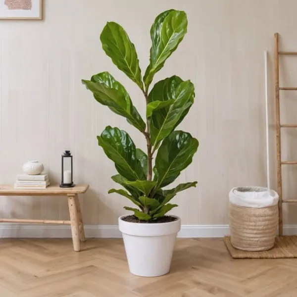 Ficus Lyrata 'Violin blad plante' - x2 - Stueplante - ø21cm - Højde 70-90cm Krukkeplanter Indendørs