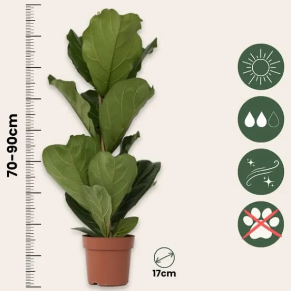 Krukkeplanter Indendørs^Ficus Lyrata 'Violin blad plante' - Stueplante - ø21cm - Højde 70-90cm