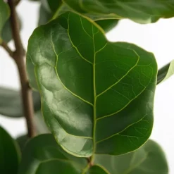 Krukkeplanter Indendørs^Ficus Lyrata 'Violin blad plante' - Stueplante - ø21cm - Højde 70-90cm