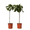 Discount Figen - Sæt med 2 - Ficus Carica - Højde 70-90cm - ⌀21cm Træ