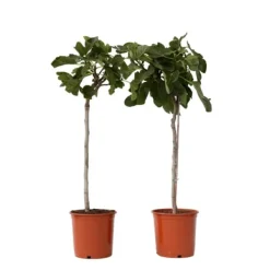 Discount Figen - Sæt med 2 - Ficus Carica - Højde 70-90cm - ⌀21cm Træ