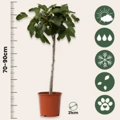 Discount Figen - Sæt med 2 - Ficus Carica - Højde 70-90cm - ⌀21cm Træ
