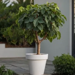 Discount Figen - Sæt med 2 - Ficus Carica - Højde 70-90cm - ⌀21cm Træ