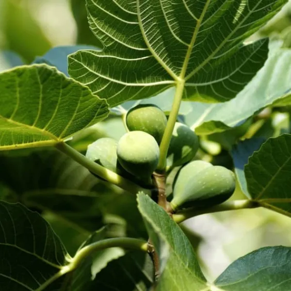 Discount Figen - Sæt med 2 - Ficus Carica - Højde 70-90cm - ⌀21cm Træ