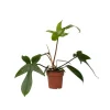 Discount Filodendron - Philodendron 'Florida Green' - Højde 20-30cm - ⌀12cm Krukkeplanter Indendørs