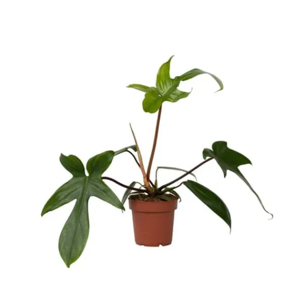 Discount Filodendron - Philodendron 'Florida Green' - Højde 20-30cm - ⌀12cm Krukkeplanter Indendørs