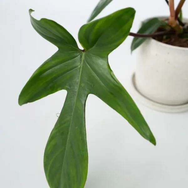 Discount Filodendron - Philodendron 'Florida Green' - Højde 20-30cm - ⌀12cm Krukkeplanter Indendørs