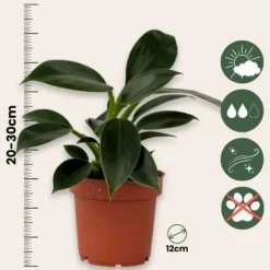Krukkeplanter Indendørs^Filodendron - Philodendron 'Green Princess' - Højde 20-30cm - ⌀12cm