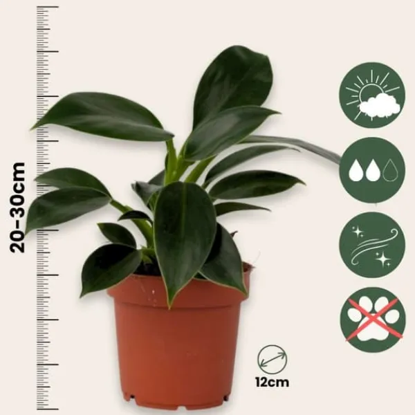Krukkeplanter Indendørs^Filodendron - Philodendron 'Green Princess' - Højde 20-30cm - ⌀12cm