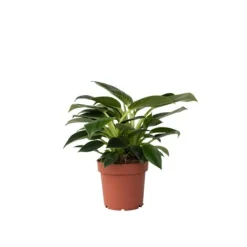 Krukkeplanter Indendørs^Filodendron - Philodendron 'White Wave' - Højde 25-40cm - ⌀12cm