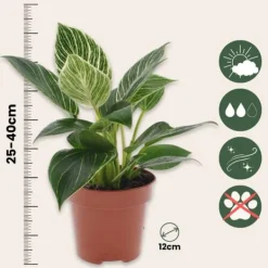 Krukkeplanter Indendørs^Filodendron - Philodendron 'White Wave' - Højde 25-40cm - ⌀12cm