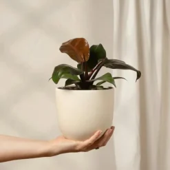 Outlet Filodendron - Philodendron 'Imperial Red' - Højde 50cm - ⌀19cm Krukkeplanter Indendørs
