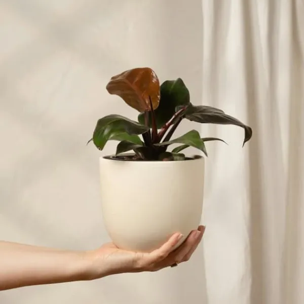 Outlet Filodendron - Philodendron 'Imperial Red' - Højde 50cm - ⌀19cm Krukkeplanter Indendørs