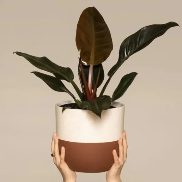 Outlet Filodendron - Philodendron 'Imperial Red' - Højde 50cm - ⌀19cm Krukkeplanter Indendørs