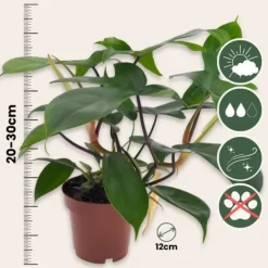 Krukkeplanter Indendørs^Filodendron - Sæt med 2 - Philodendron 'Florida Green' - Højde 20-30cm - ⌀12cm