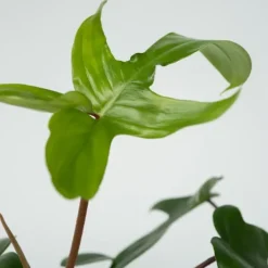 Krukkeplanter Indendørs^Filodendron - Sæt med 2 - Philodendron 'Florida Green' - Højde 20-30cm - ⌀12cm