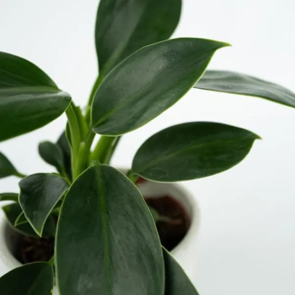 Krukkeplanter Indendørs^Filodendron - Sæt med 2 - Philodendron 'Green Princess' - Højde 20-30cm - ⌀12cm