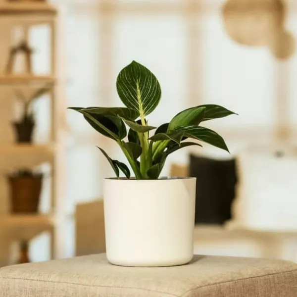 Krukkeplanter Indendørs^Filodendron - Sæt med 2 - Philodendron 'White Wave' - Højde 25-40cm - ⌀12cm