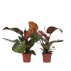 Krukkeplanter Indendørs^Filodendron - Sæt med 2 - Philodendron 'Sun Light' - Højde 20-30cm - ⌀12cm
