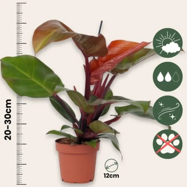 Krukkeplanter Indendørs^Filodendron - Sæt med 2 - Philodendron 'Sun Light' - Højde 20-30cm - ⌀12cm