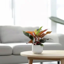Krukkeplanter Indendørs^Filodendron - Sæt med 2 - Philodendron 'Sun Light' - Højde 20-30cm - ⌀12cm