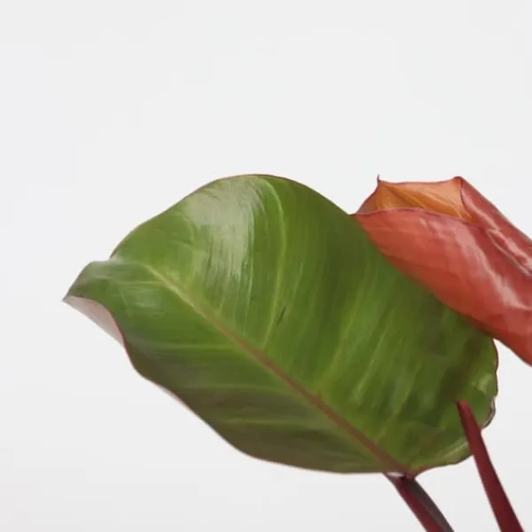 Krukkeplanter Indendørs^Filodendron - Sæt med 2 - Philodendron 'Sun Light' - Højde 20-30cm - ⌀12cm