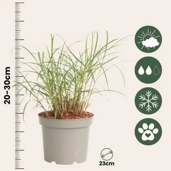 Discount Fingergræs - 2 stk. - Panicum Virgatum 'Squaw' - Højde 40-60cm - ⌀23cm Haveplanter