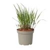 Best Fingergræs - Panicum Virgatum 'Squaw' - Højde 40-60cm - ⌀23cm Krukkeplanter Indendørs