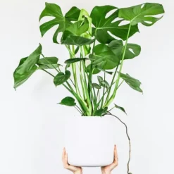 Krukkeplanter Indendørs^Fingerphilodendron - Monstera deliciosa - Højde 70-80cm - ⌀21cm