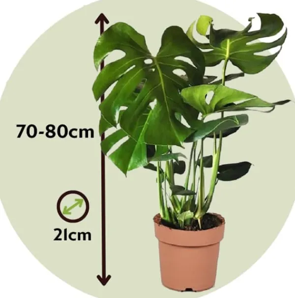 Krukkeplanter Indendørs^Fingerphilodendron - Monstera deliciosa - Højde 70-80cm - ⌀21cm