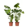 Outlet Fingerphilodendron - Sæt med 2 - Monstera deliciosa - Højde 50-60cm - ⌀17cm Krukkeplanter Indendørs