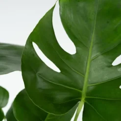 Outlet Fingerphilodendron - Sæt med 2 - Monstera deliciosa - Højde 50-60cm - ⌀17cm Krukkeplanter Indendørs