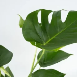 Outlet Fingerphilodendron - Sæt med 2 - Monstera deliciosa - Højde 50-60cm - ⌀17cm Krukkeplanter Indendørs