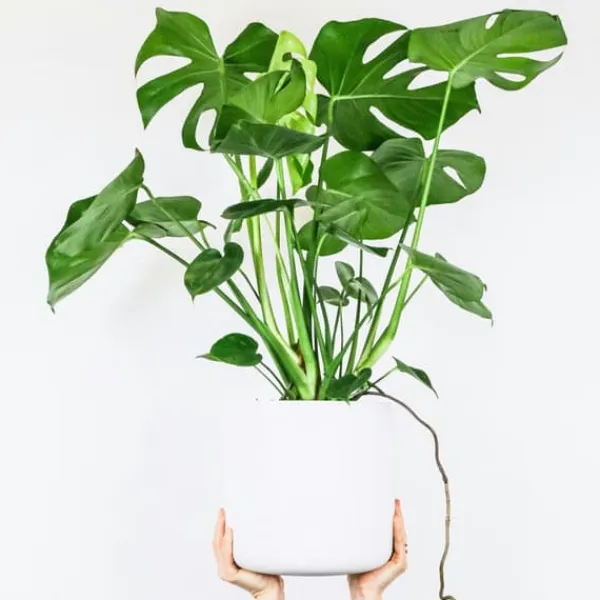 Krukkeplanter Indendørs^Fingerphilodendron - Sæt med 2 - Monstera deliciosa - Højde 70-80cm - ⌀21cm