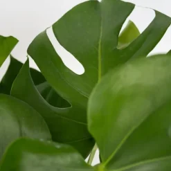 Krukkeplanter Indendørs^Fingerphilodendron - Sæt med 2 - Monstera deliciosa - Højde 70-80cm - ⌀21cm
