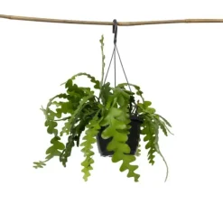 Krukkeplanter Indendørs^Fiskebenskaktus - Epiphyllum 'Anguliger' - Højde 30-40cm - ⌀15cm