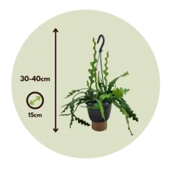 Krukkeplanter Indendørs^Fiskebenskaktus - Epiphyllum 'Anguliger' - Højde 30-40cm - ⌀15cm