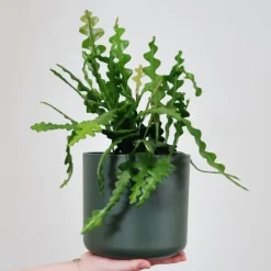 Krukkeplanter Indendørs^Fiskebenskaktus - Epiphyllum 'Anguliger' - Højde 30-40cm - ⌀15cm