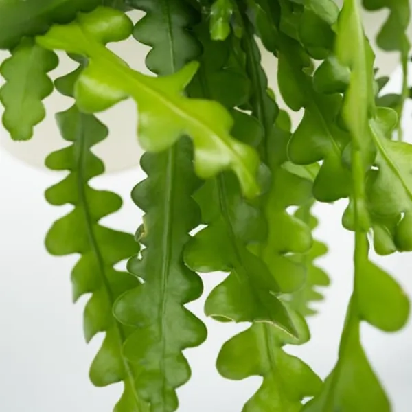 Krukkeplanter Indendørs^Fiskebenskaktus - Epiphyllum 'Anguliger' - Højde 30-40cm - ⌀15cm