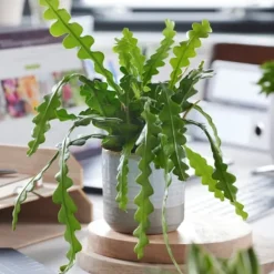 Clearance Fiskebenskaktus - Sæt med 2 - Epiphyllum 'Anguliger' - Højde 30-40cm - ⌀15cm Krukkeplanter Indendørs