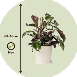 Krukkeplanter Indendørs^Fiskebensplante - Calathea Lietzei 'White Fusion' - Højde 30-40cm - ⌀14cm