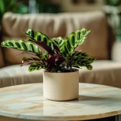 Krukkeplanter Indendørs^Fiskebensplante - Goeppertia insignis - Højde 30-40cm - ⌀12cm