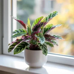 Krukkeplanter Indendørs^Fiskebensplante - Goeppertia insignis - Højde 30-40cm - ⌀12cm
