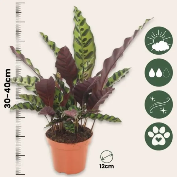 Krukkeplanter Indendørs^Fiskebensplante - Sæt med 2 - Goeppertia insignis - Højde 30-40cm - ⌀12cm