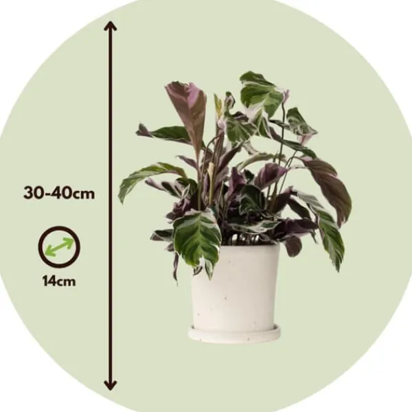Krukkeplanter Indendørs^Fiskebensplante - Sæt med 2 - Calathea 'White Fusion' - Højde 30-40cm - ⌀14cm
