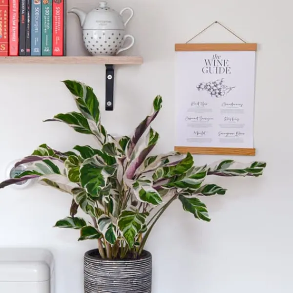 Krukkeplanter Indendørs^Fiskebensplante - Sæt med 2 - Calathea 'White Fusion' - Højde 30-40cm - ⌀14cm