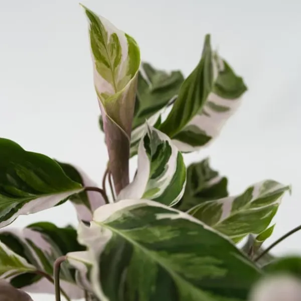 Krukkeplanter Indendørs^Fiskebensplante - Sæt med 2 - Calathea 'White Fusion' - Højde 30-40cm - ⌀14cm